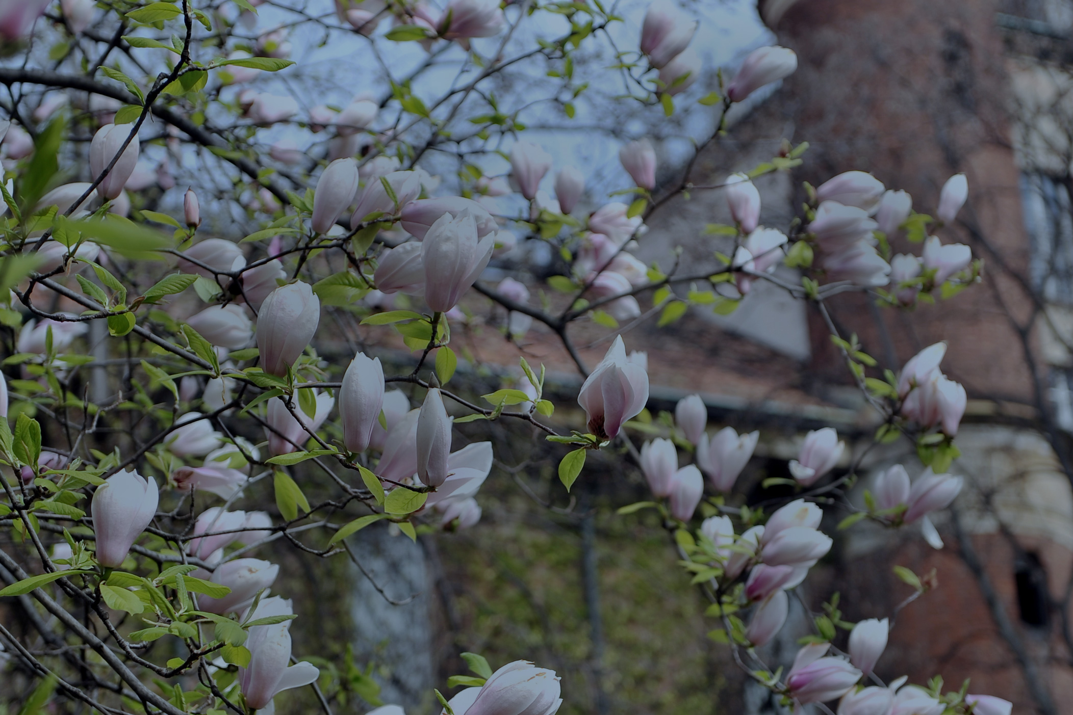 Magnolia all'orto botanico