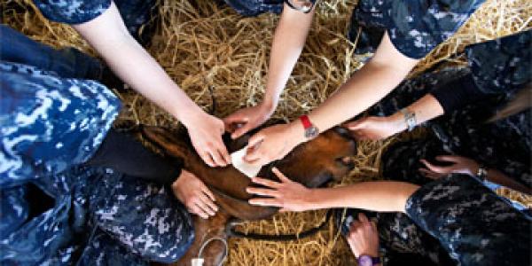 Studiare a Veterinaria