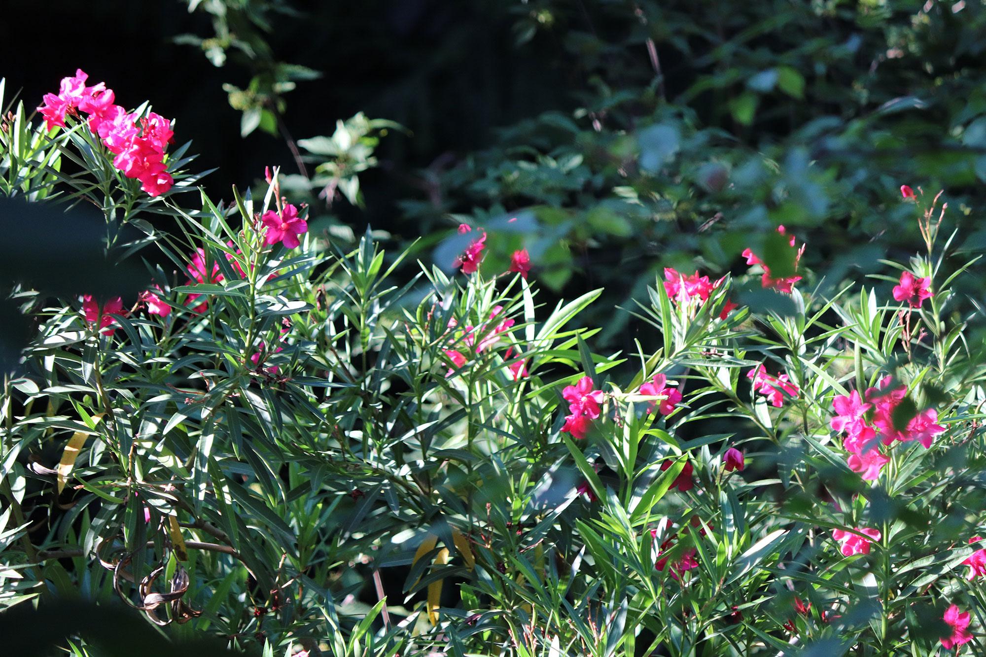 Fiori orto botanico