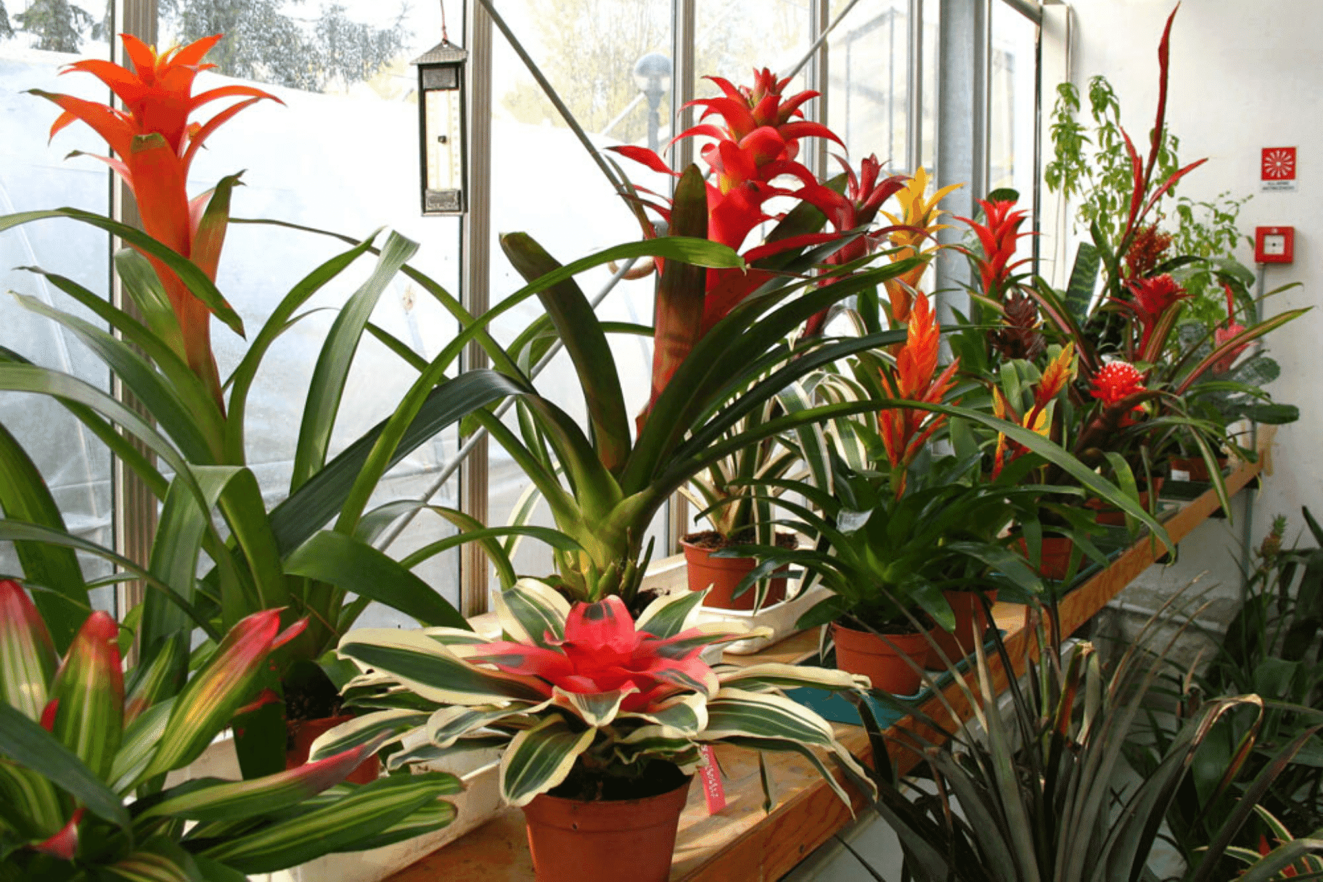 Bromeliaceae