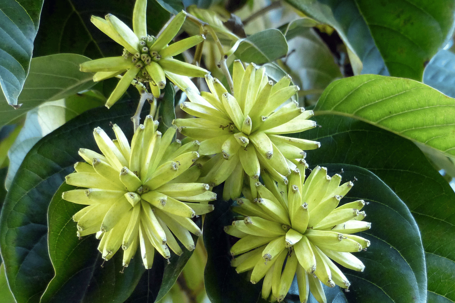 Camptotheca acuminata Decne