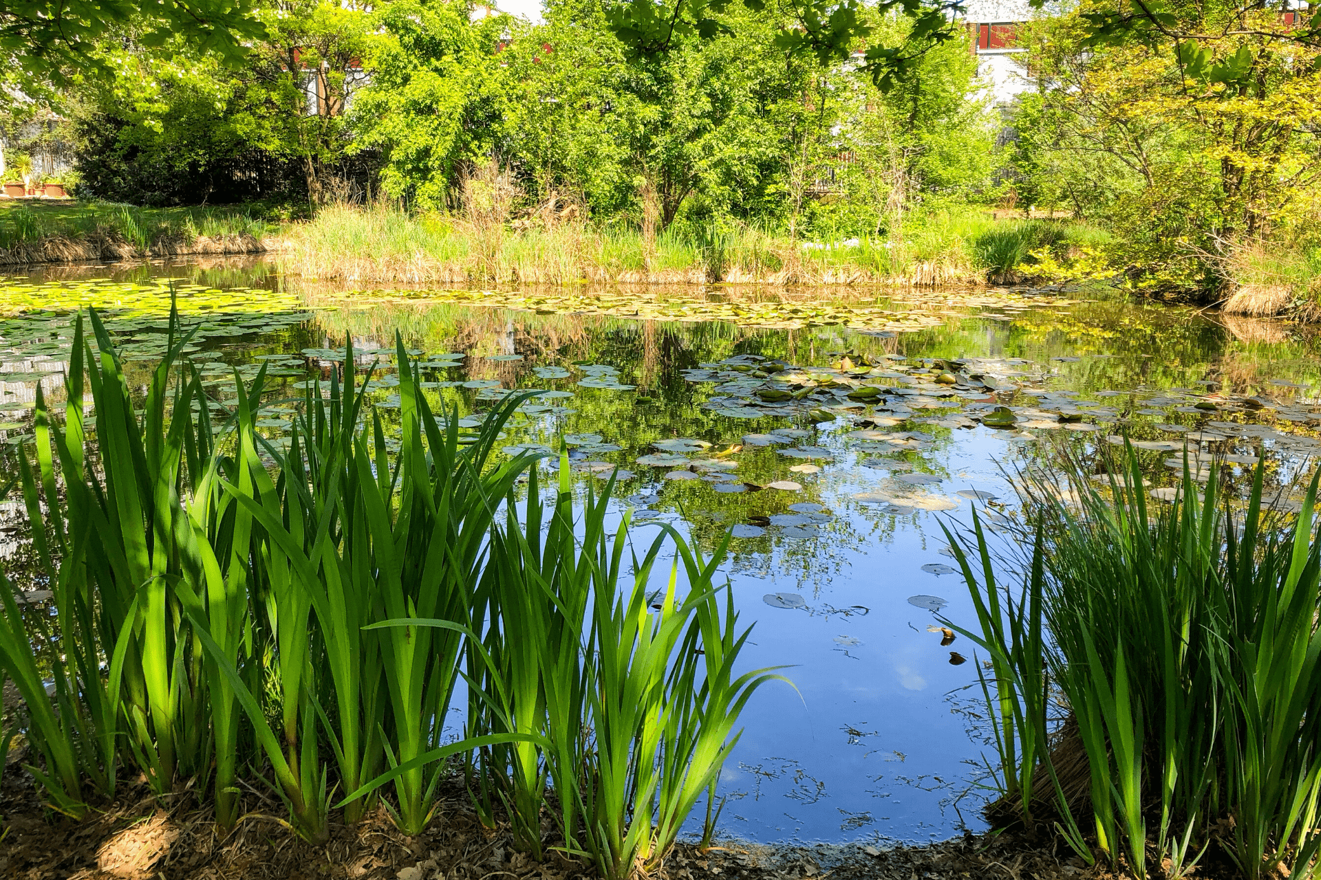 Laghetto Orto Botanico Città Studi