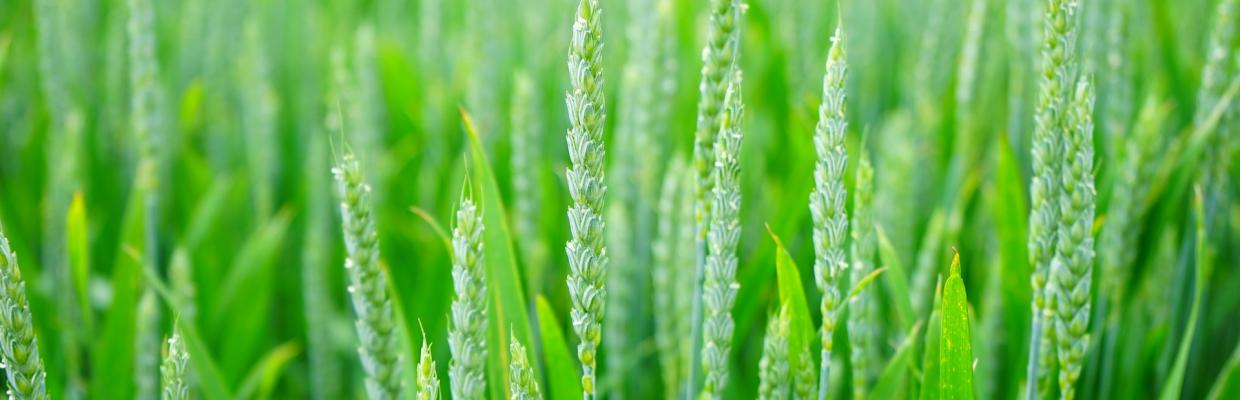 Giovani spighe di grano in campo