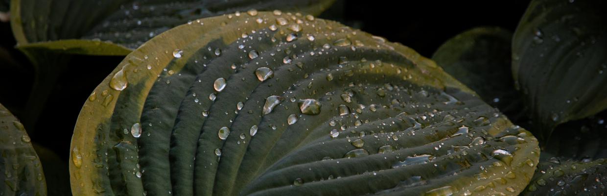 Foglia con goccioline d'acqua