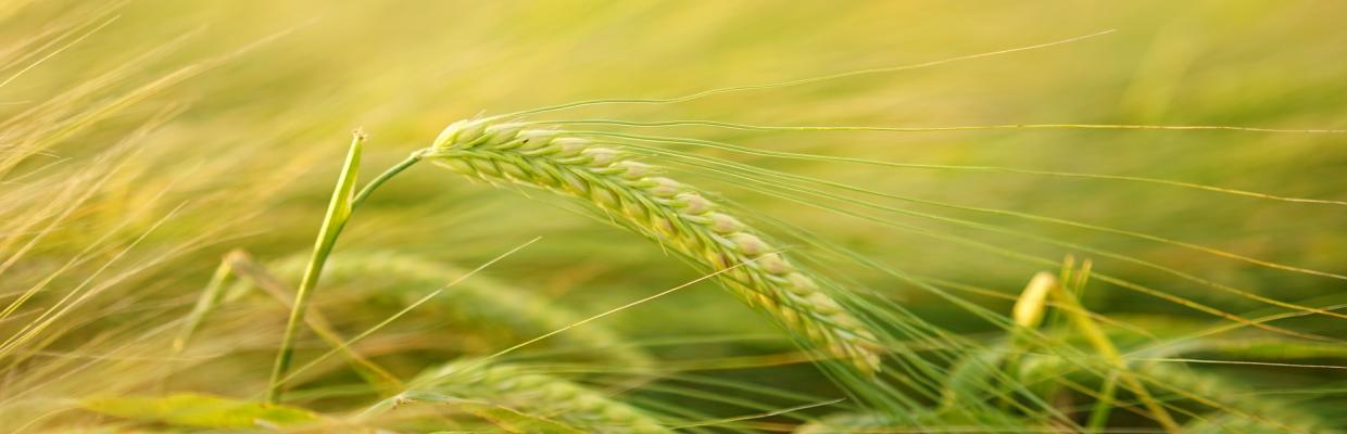 Campo di spighe di grano: particolare