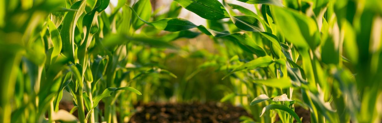 Scienze agrarie per la sostenibilità